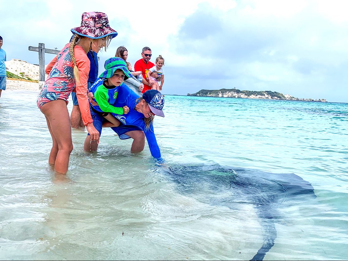 Children meeting a stingray in the shallows at Hamelin Bay