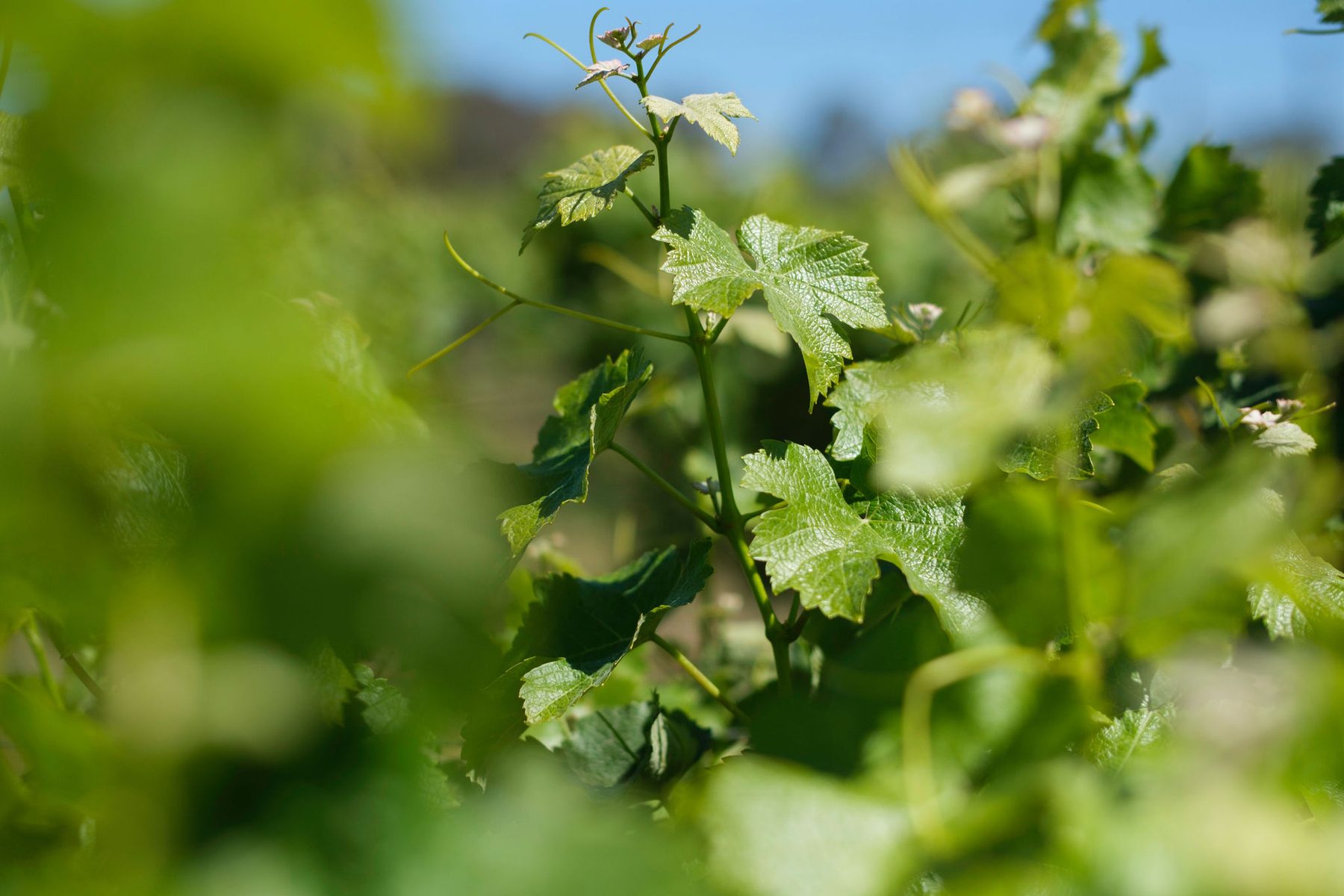 Margaret River Wine Tours – Finding balance and beauty between the vines