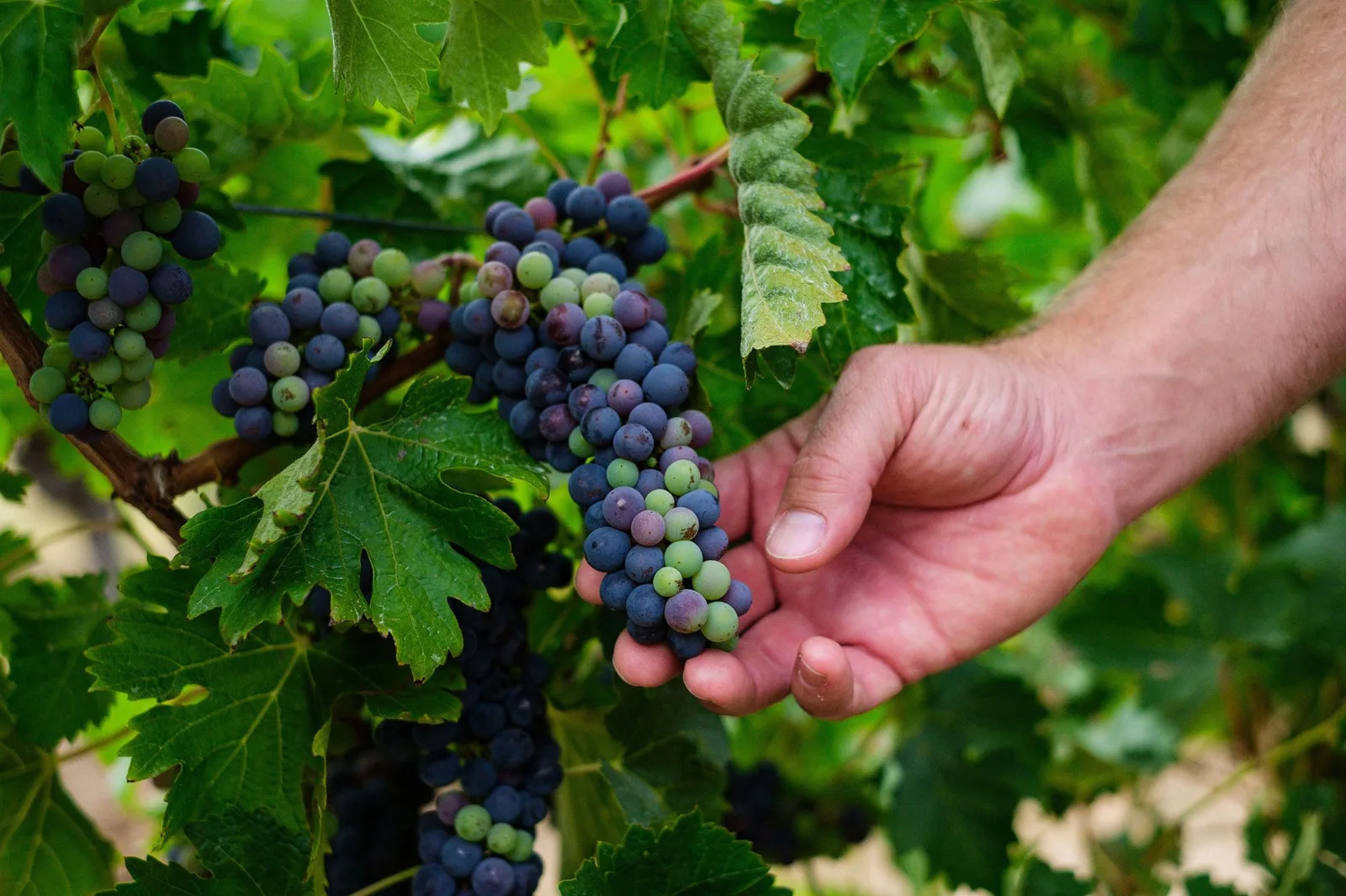 Behind-the-Scenes Winery Experience (Winery Confirmed at Time of Booking), photograph 5