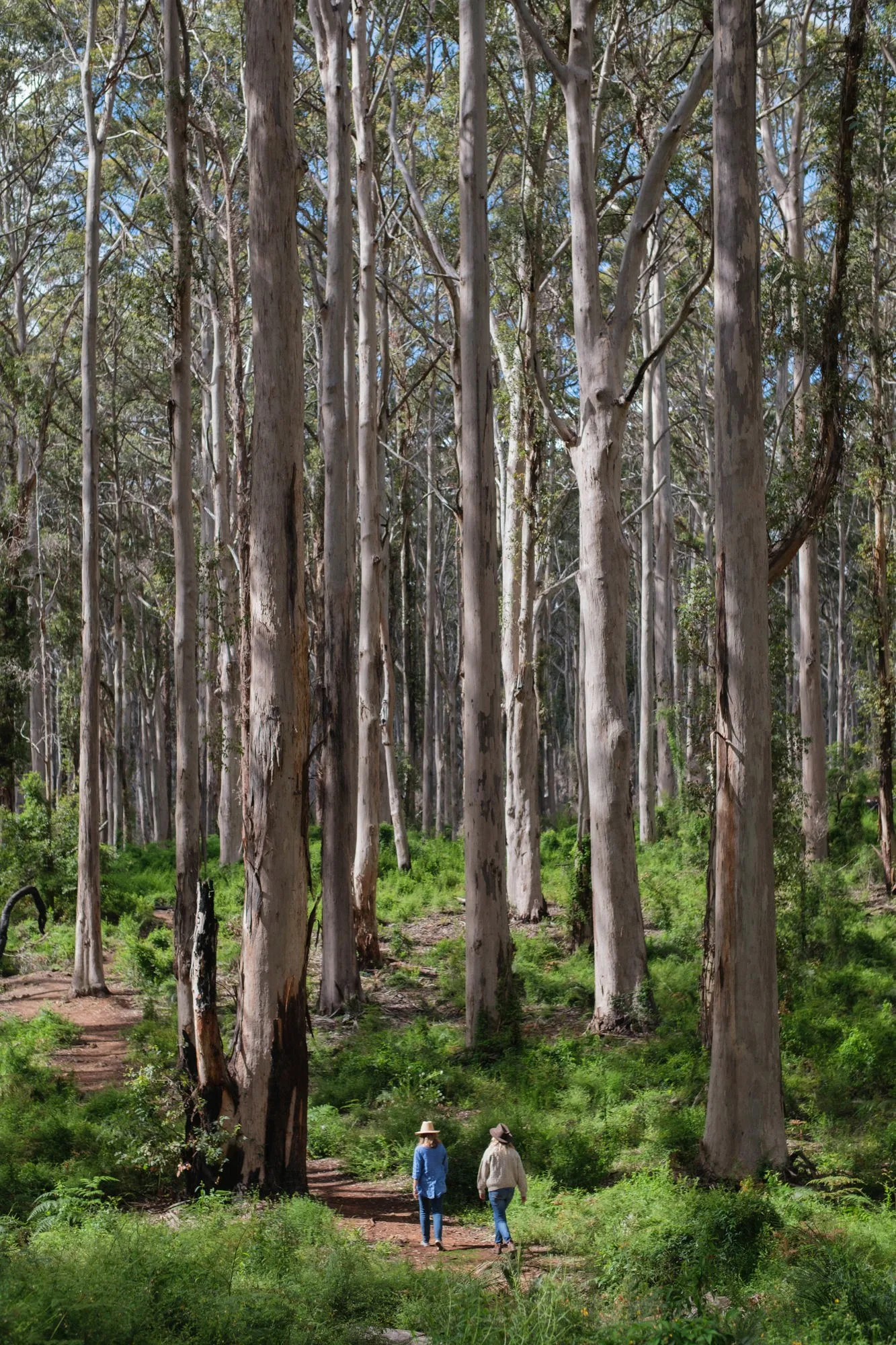 Scenic Drive through Boranup Forest & Native Honey Tasting, photograph 4
