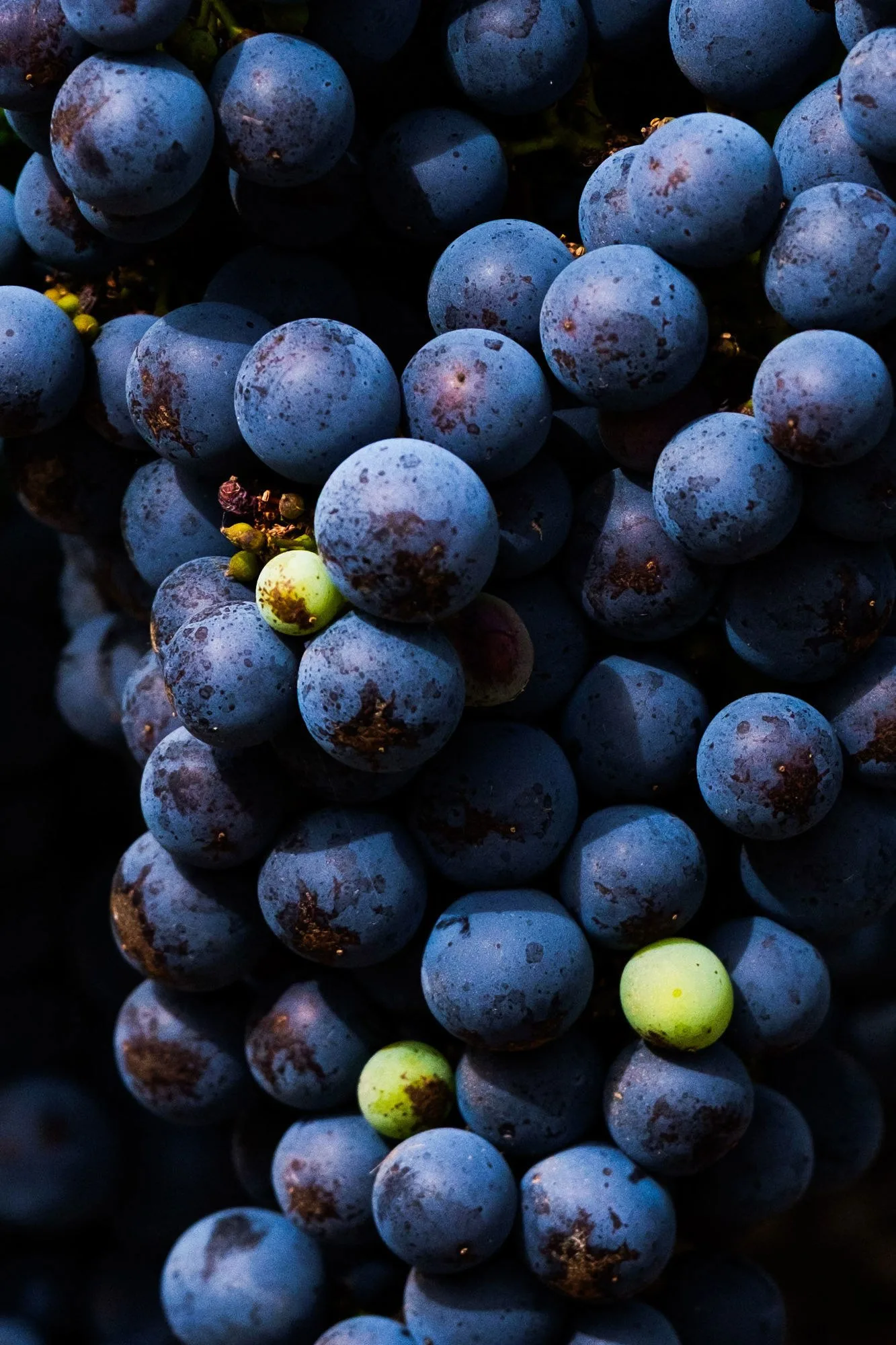 Behind-the-Scenes Winery Experience (Winery Confirmed at Time of Booking), photograph 3