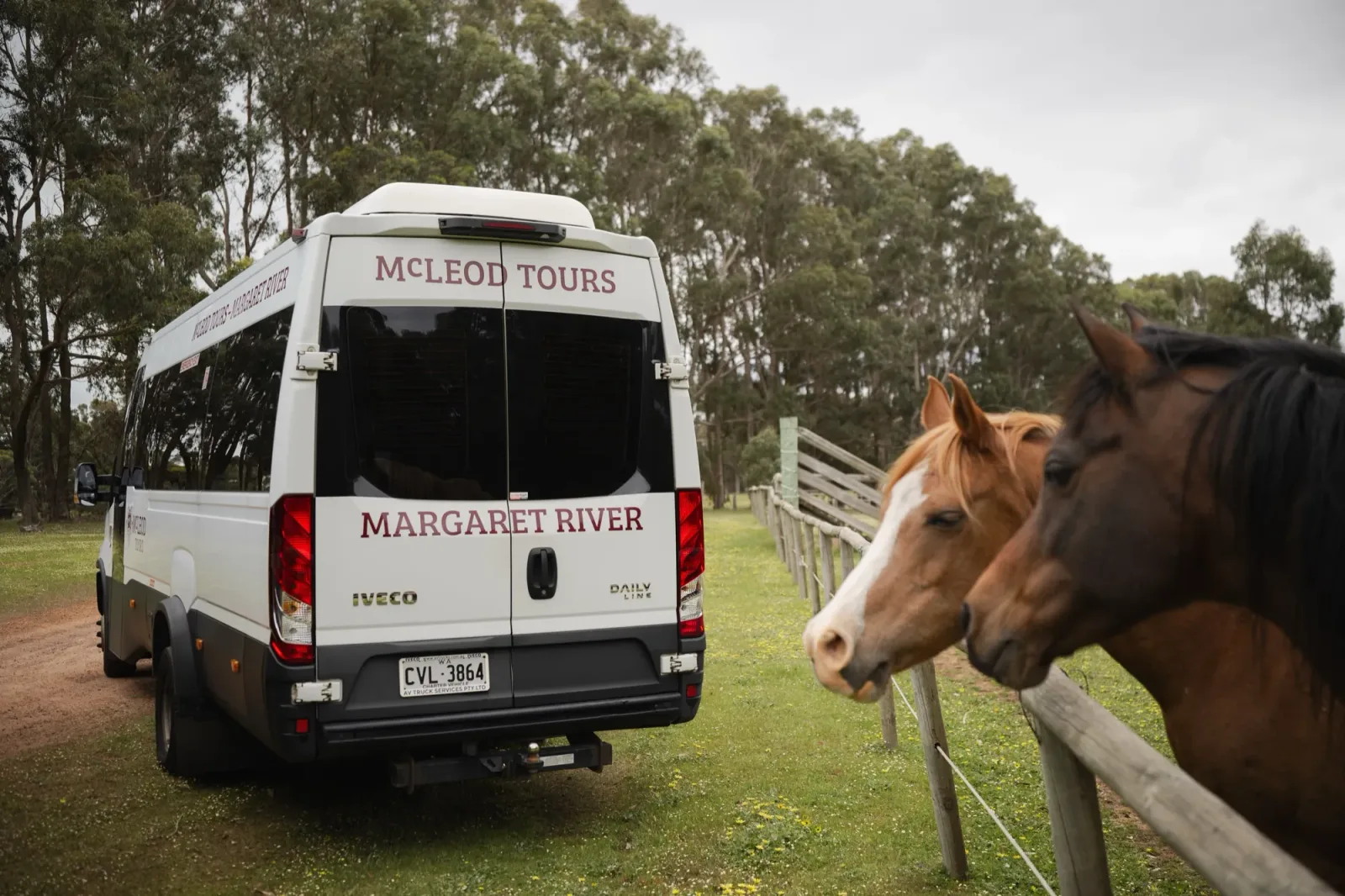 Rear angle of McLeod Tours Iveco Daily with horses on the side