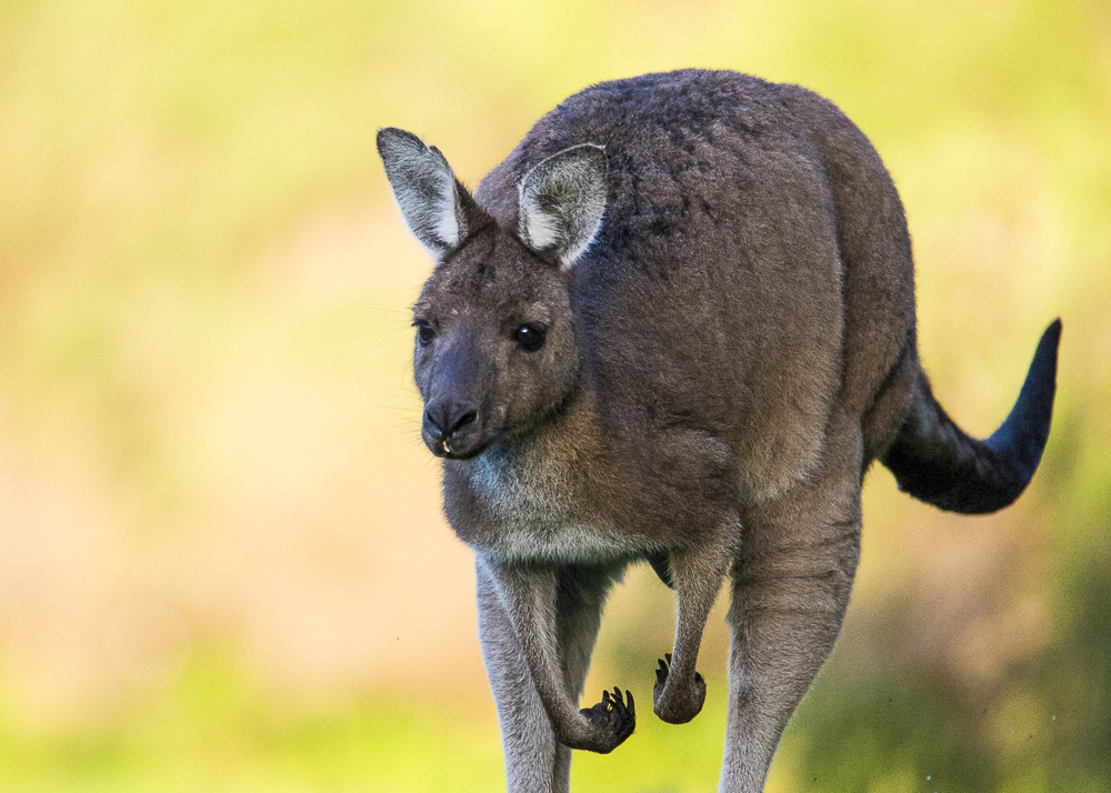 Kangaroo hopping along in the long padock