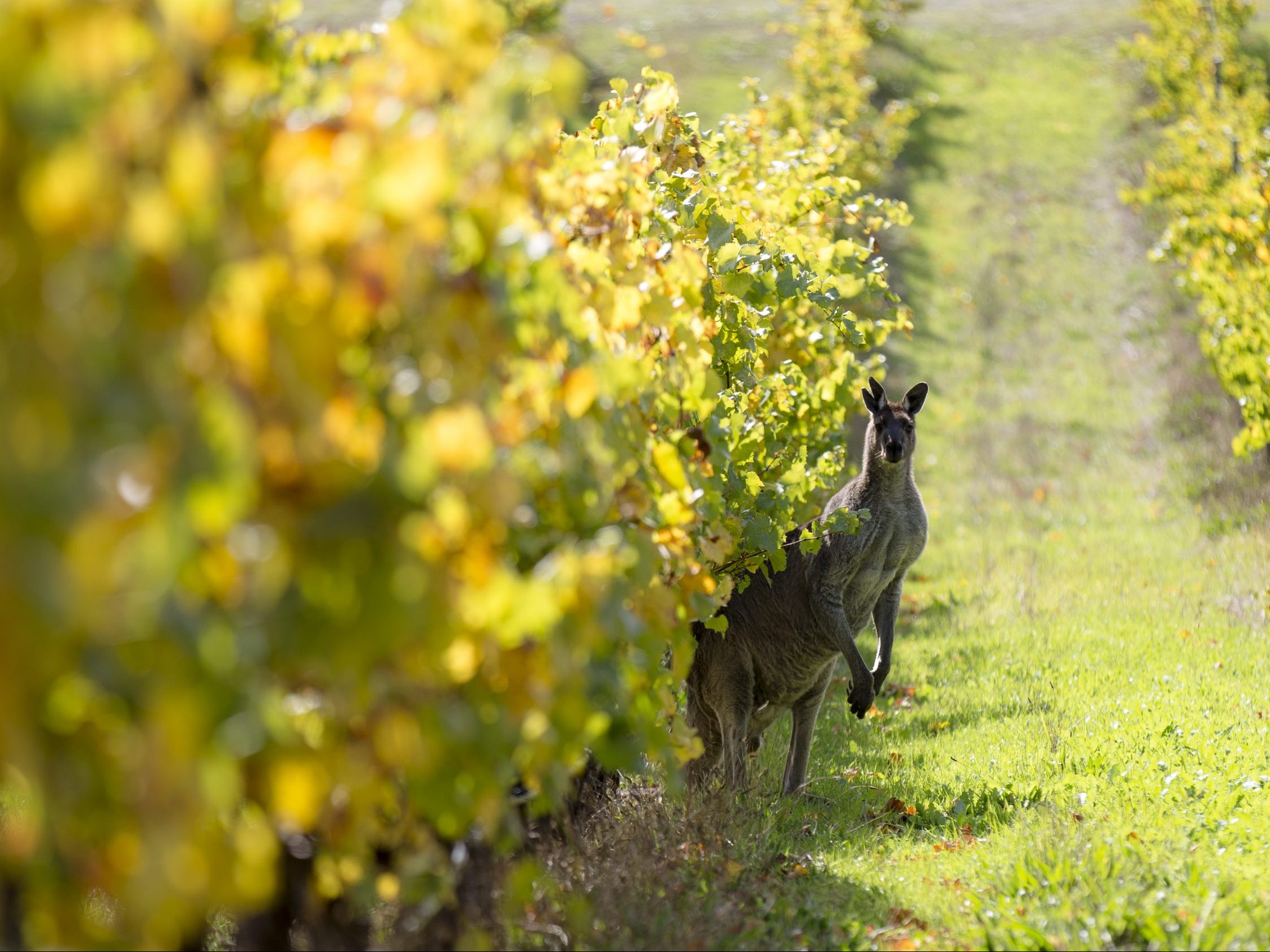 Kangaroo in vineyard